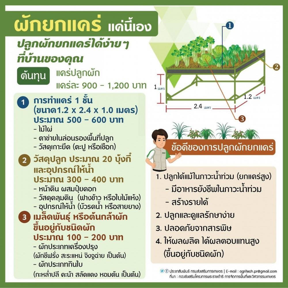 การปลูกผักยกแคร่