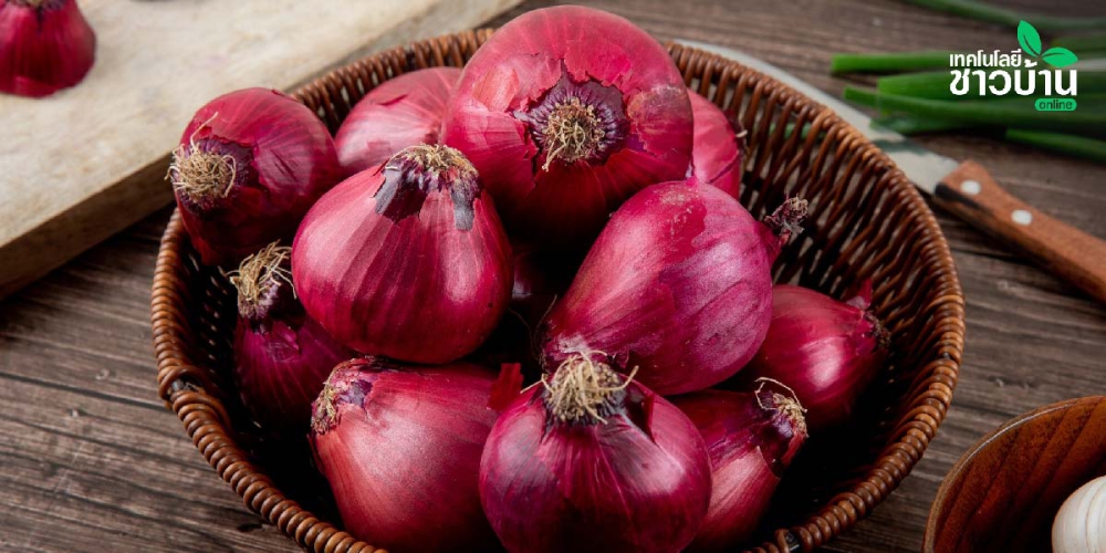 ลดต้นทุนแต่ได้ผลจริง!