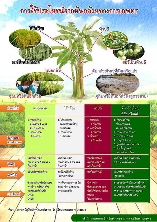 การใช้ประโยชน์จากต้นกล้วยทางการเกษตร