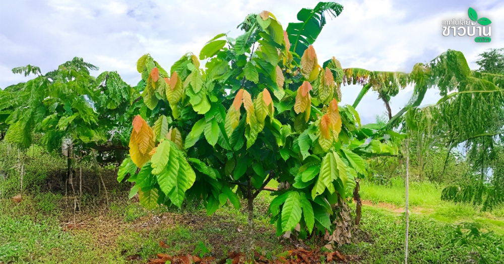 สี รูปร่าง ลักษณะใบ บอกสุขภาพต้นโกโก้ได้