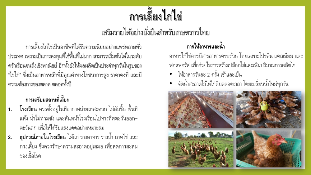 การเลี้ยงไก่ไข่ สร้างรายได้