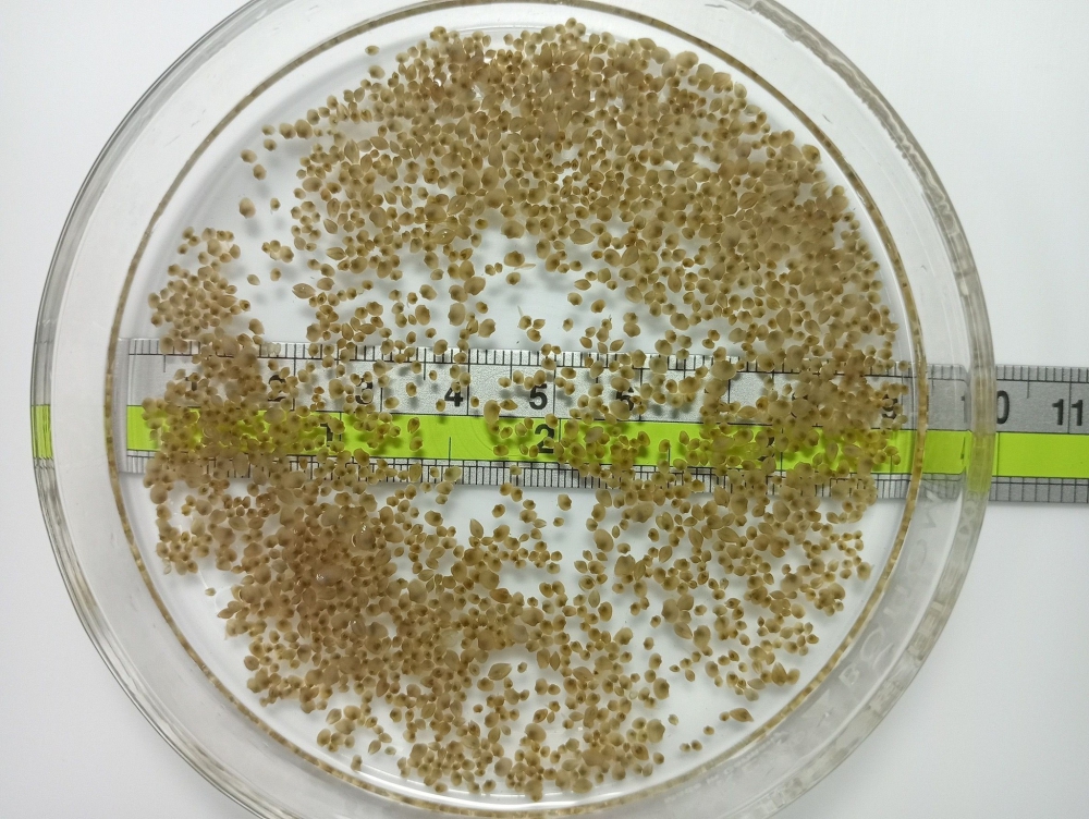 เทคนิคการเพาะเลี้ยง