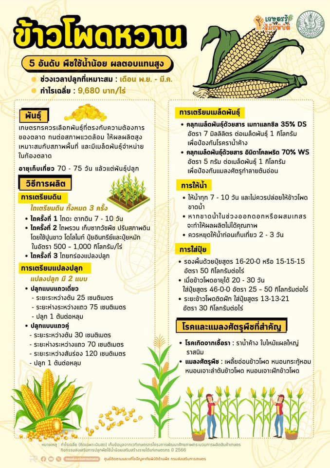 “ข้าวโพดหวาน” พืชใช้น้ำน้อย ผลตอบแทนสูง