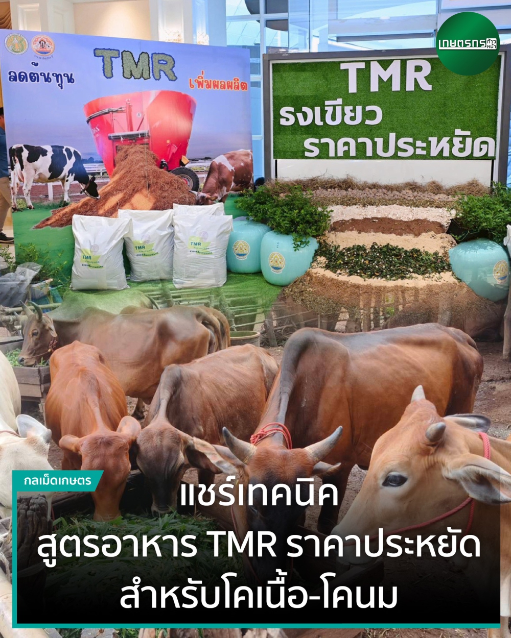 แชร์เทคนิค สูตรอาหาร TMR ราคาประหยัด สำหรับโคเนื้อ โคนม