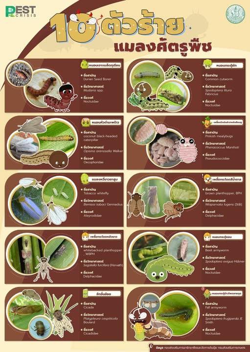 10 ตัวร้าย แมลงศัตรูพืชทางการเกษตร