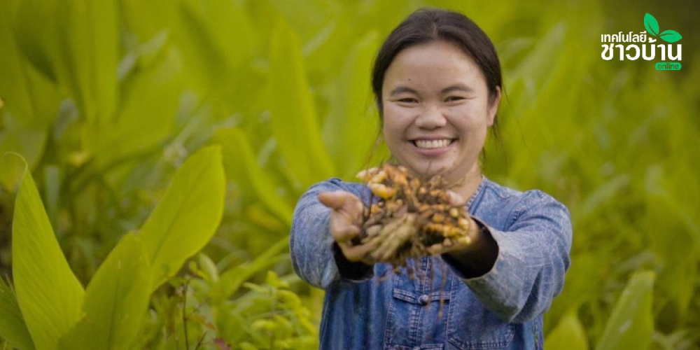 เจาะเทคนิคปลูก“ขมิ้นชัน”อินทรีย์หันแปรรูป