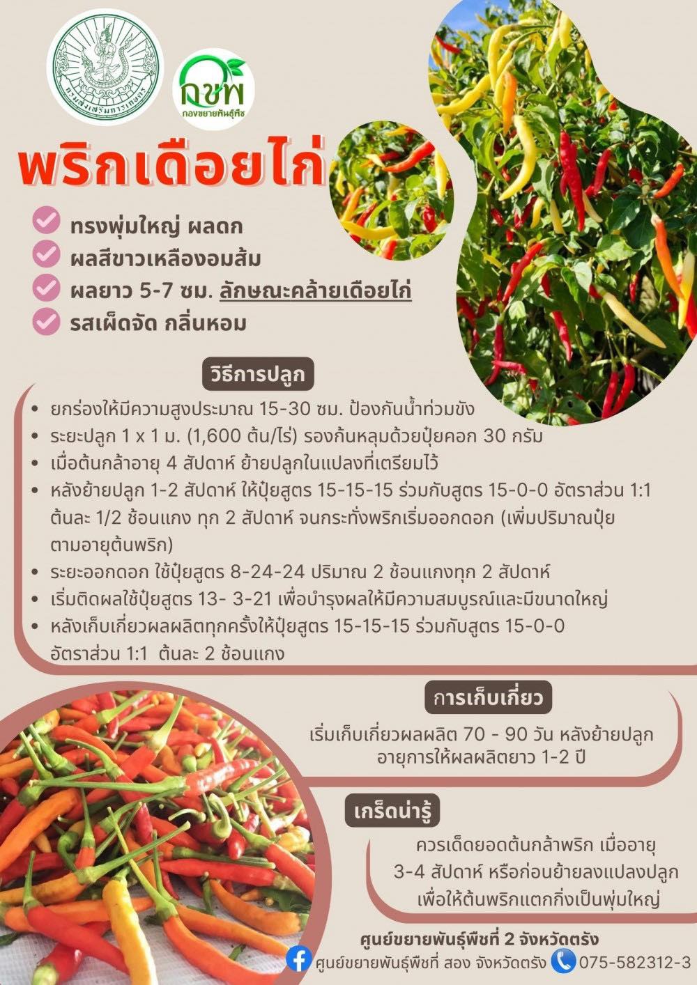 พริกเดือยไก่