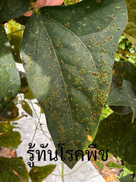 โรคราสนิมของถั่วฝักยาว