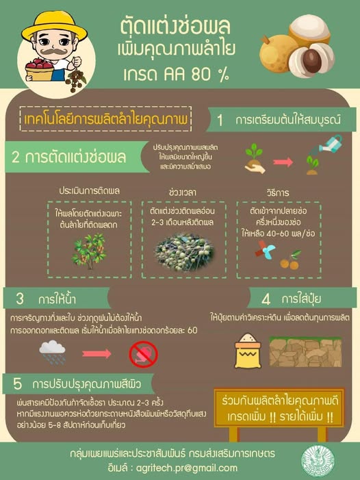 ตัดแต่งช่อผลเพิ่มคุณภาพลำไย