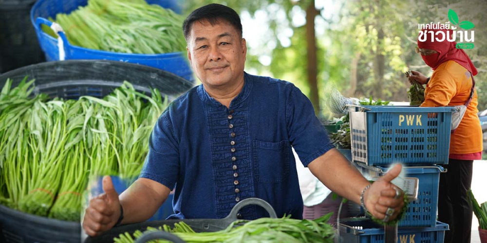 ปลูกผักสวนครัวส่งนอกไม่ใช่เรื่องยาก