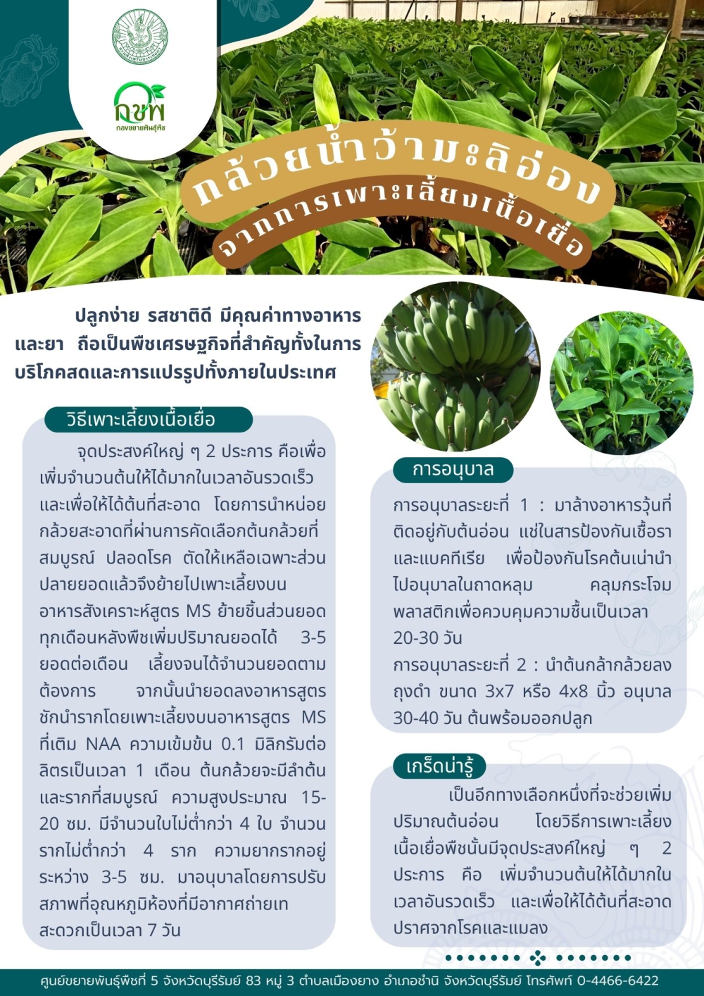 กล้วยน้ำว้ามะลิอ่อง   จากการเพาะเลี้ยงเนื้อเยื่อ