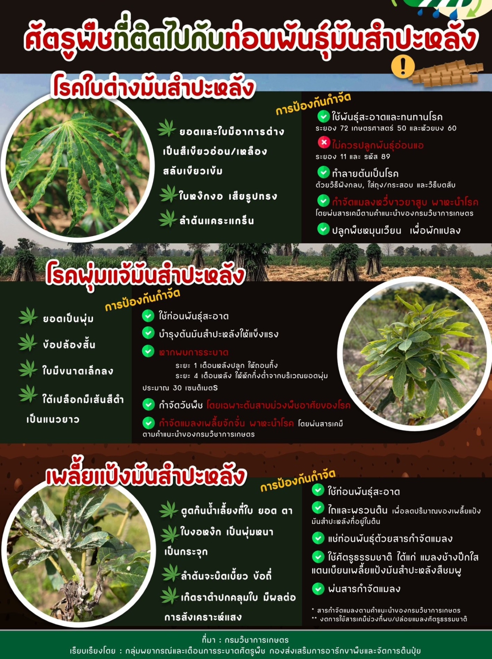 ศํตรูพืชที่ติดไปท่อนพันธ์ุมันสำปะหลัง