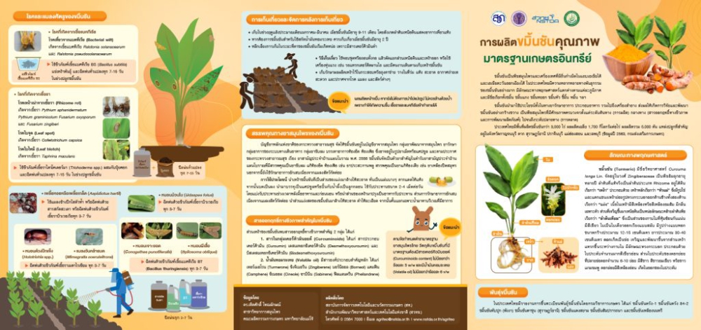 การผลิตขมิ้นชันคุณภาพมาตรฐานเกษตรอินทรีย์