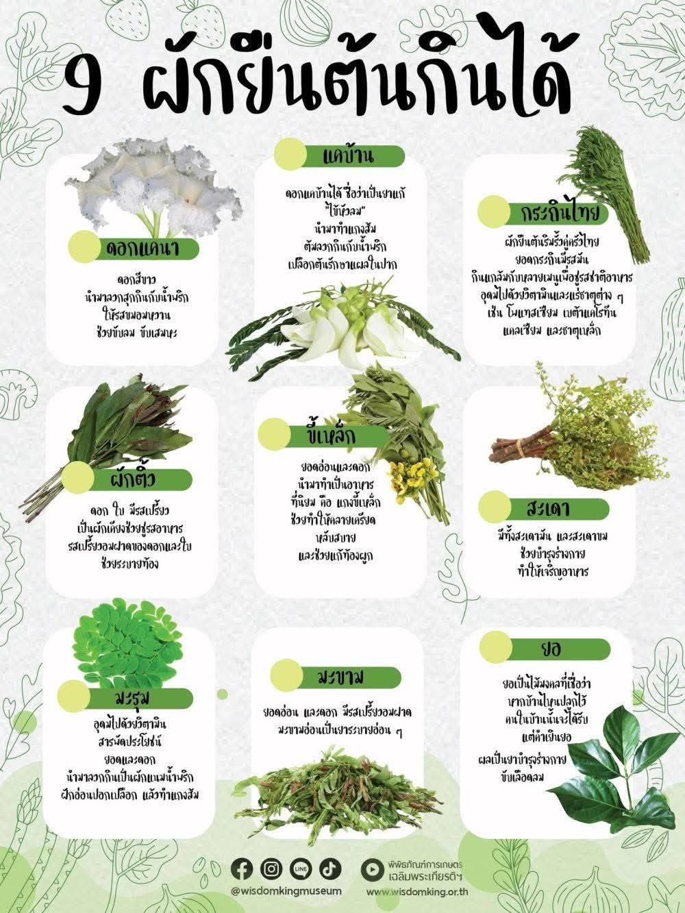 9 ผักยืนต้นกินได้