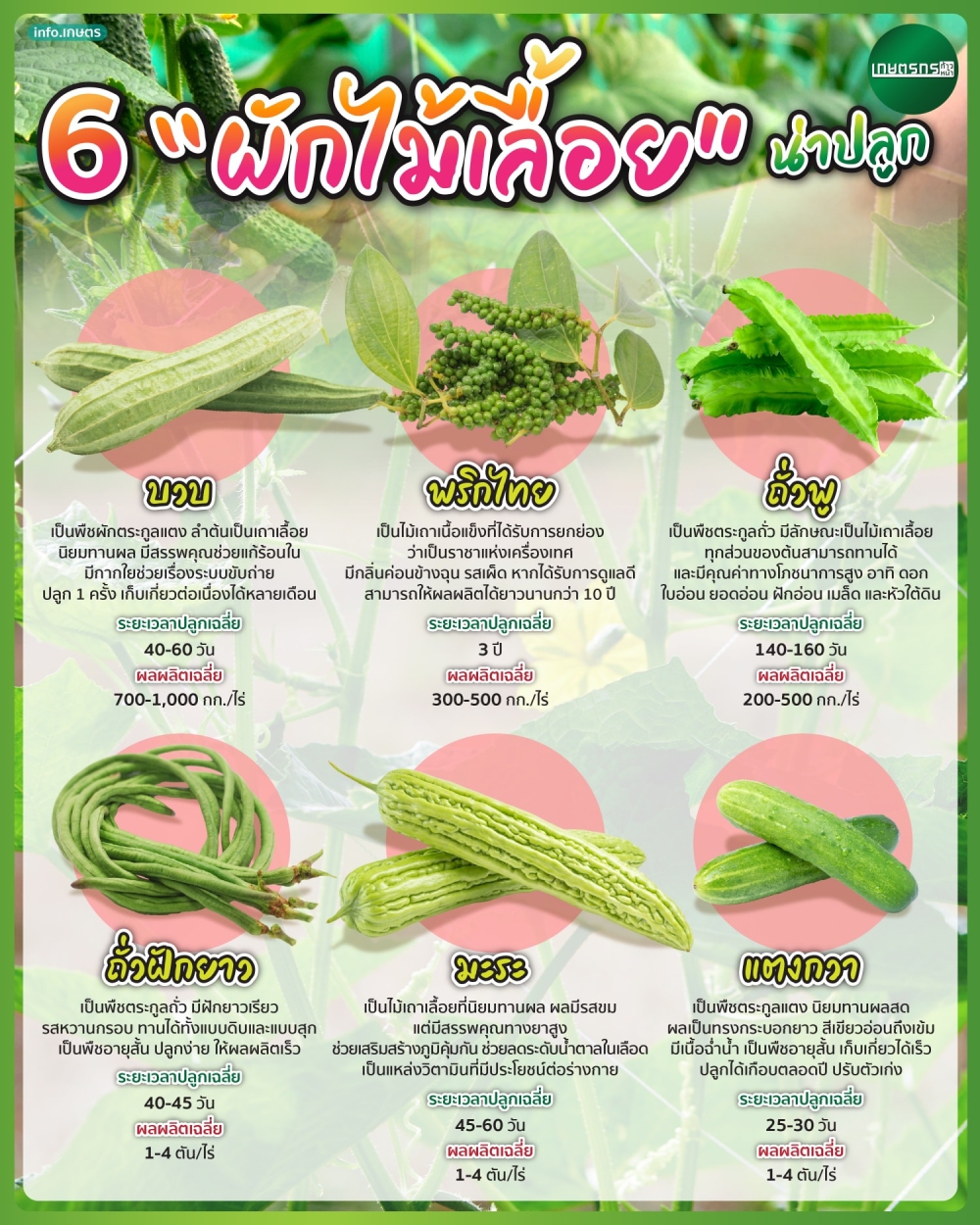 6 ผักไม้เลื้อย น่าปลูก