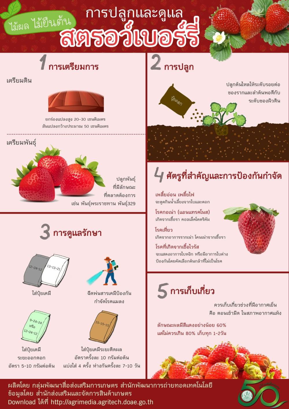 การปลูกและดูแลสตรอว์เบอร์รี่