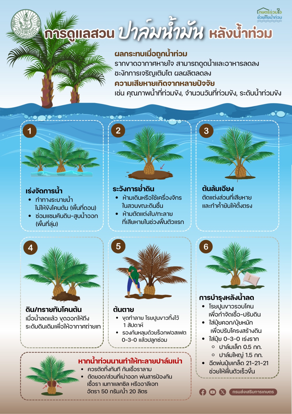 แนวทางการฟื้นฟูสวนปาล์มน้ำมันหลังน้ำท่วม