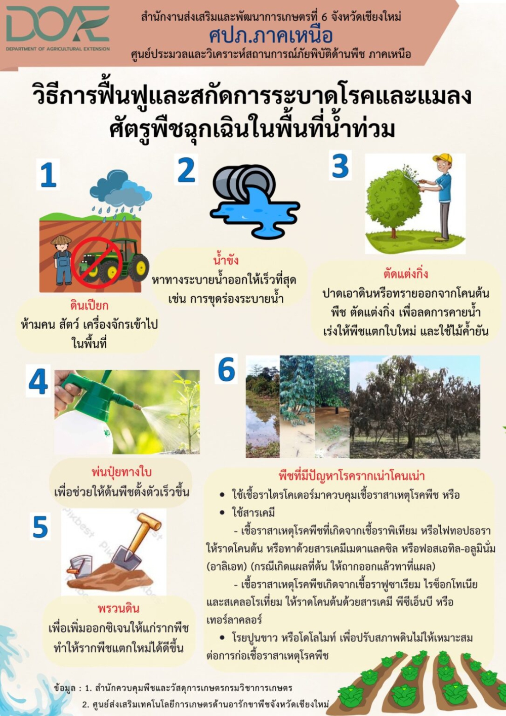 วิธีการฟื้นฟูและสกัดการระบาดโรคและแมลงศัตรูพืชฉุกเฉินในพื้นที่น้ำท่วม