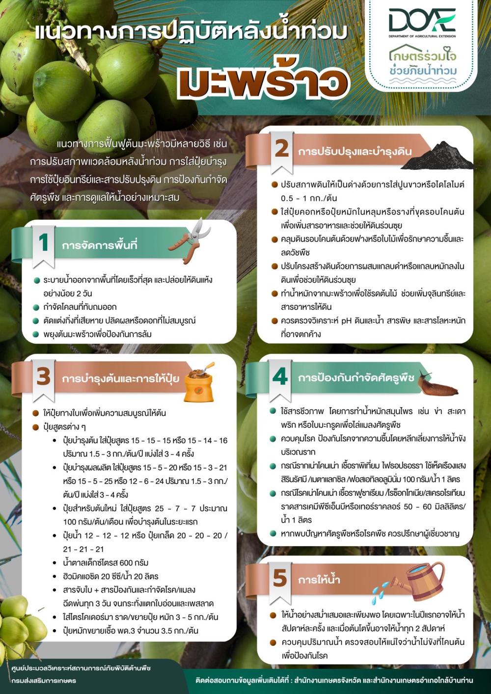 แนวทางฟื้นฟู“มะพร้าว”หลังน้ำท่วมให้กลับมาสมบูรณ์แข็งแรง