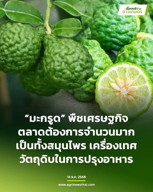 “มะกรูด”พืชเศรษฐกิจตลาดต้องการจำนวนมาก