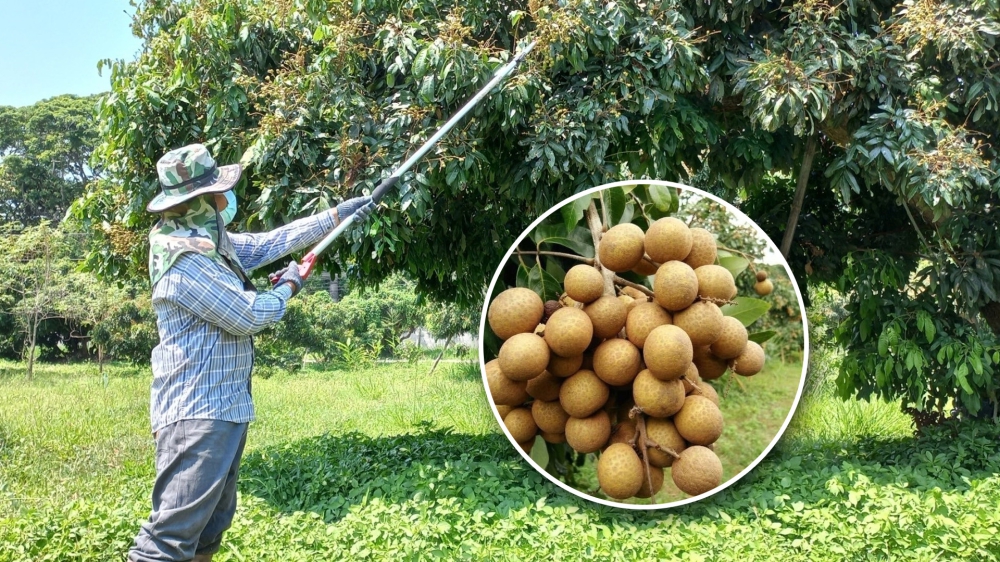 แนะเทคโนโลยีเตรียมความพร้อมผลิตลำไย