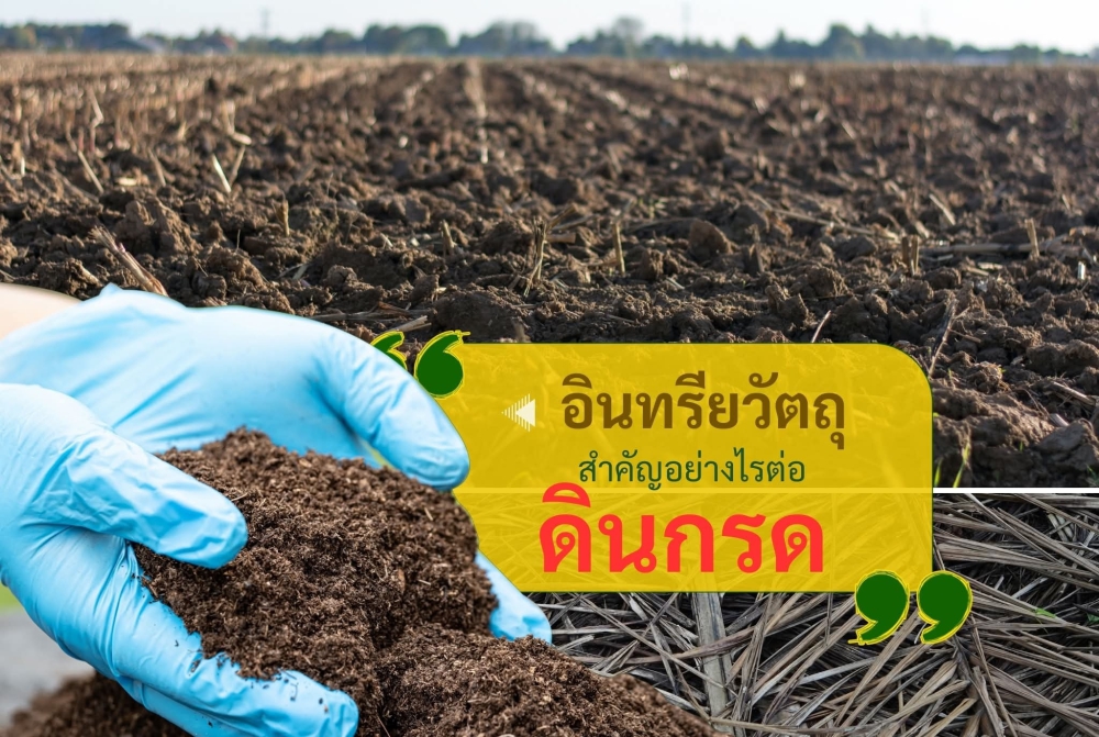 บทบาทของอินทรียวัตถุในดินกรด