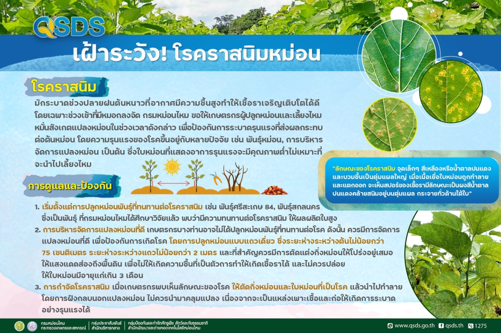 โรคราสนิมในหม่อนสังเกตอาการให้ทัน