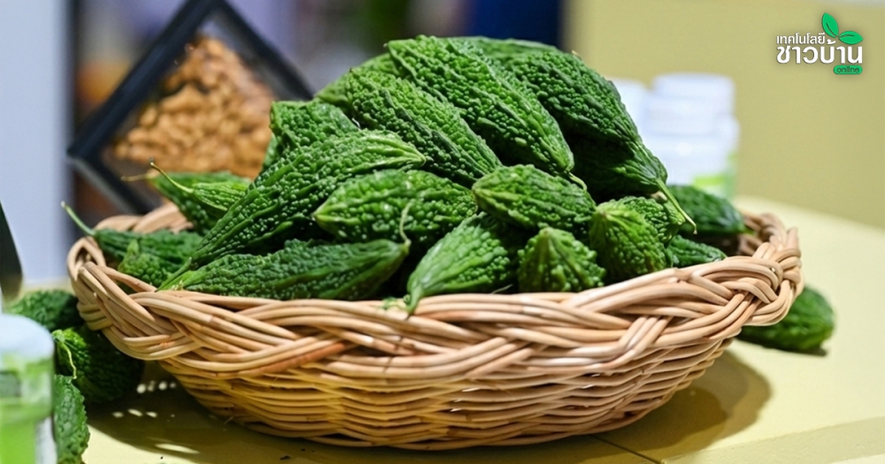 มะระขี้นกพืชสมุนไพรพื้นบ้าน