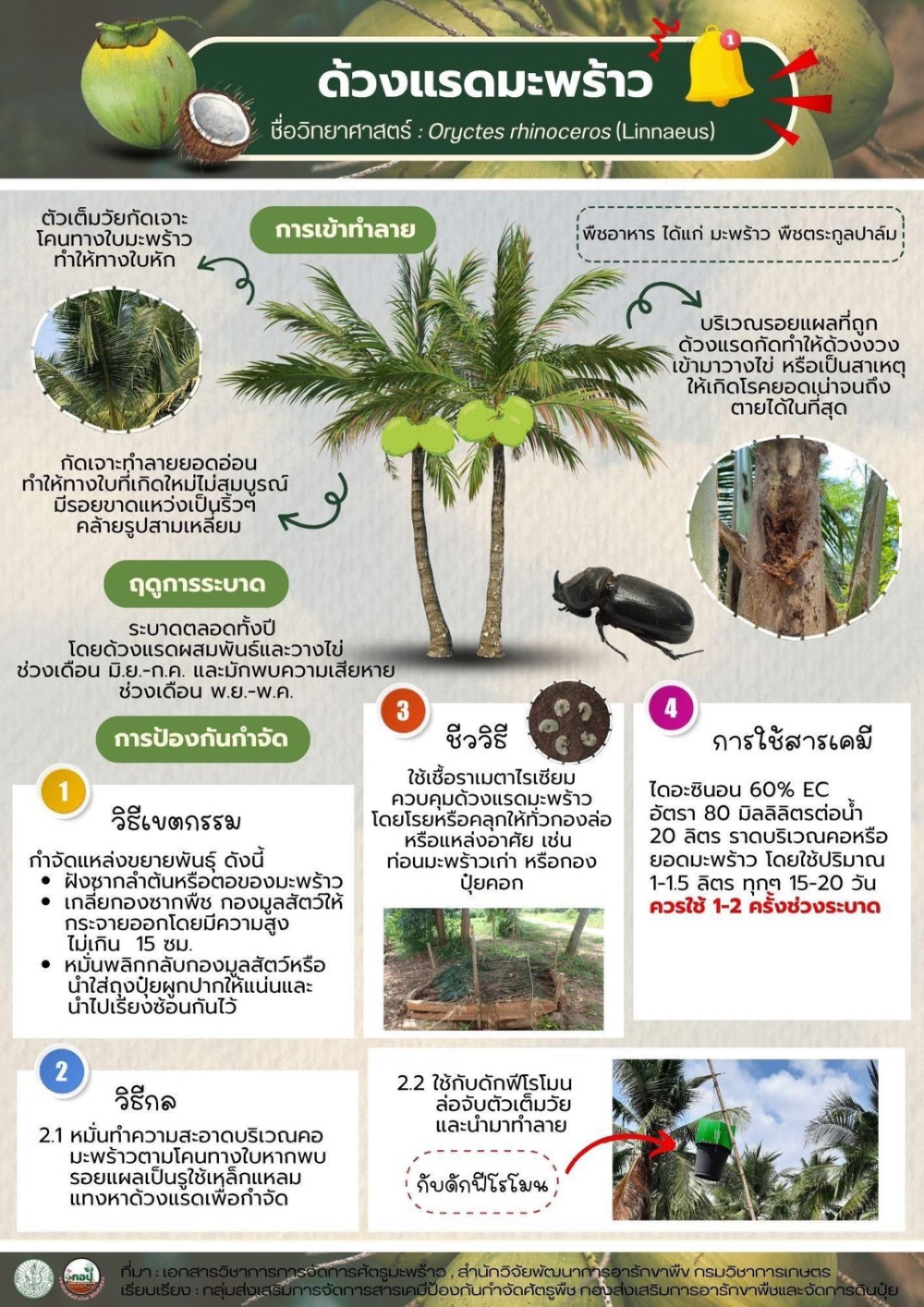 ด้วงแรดมะพร้าว