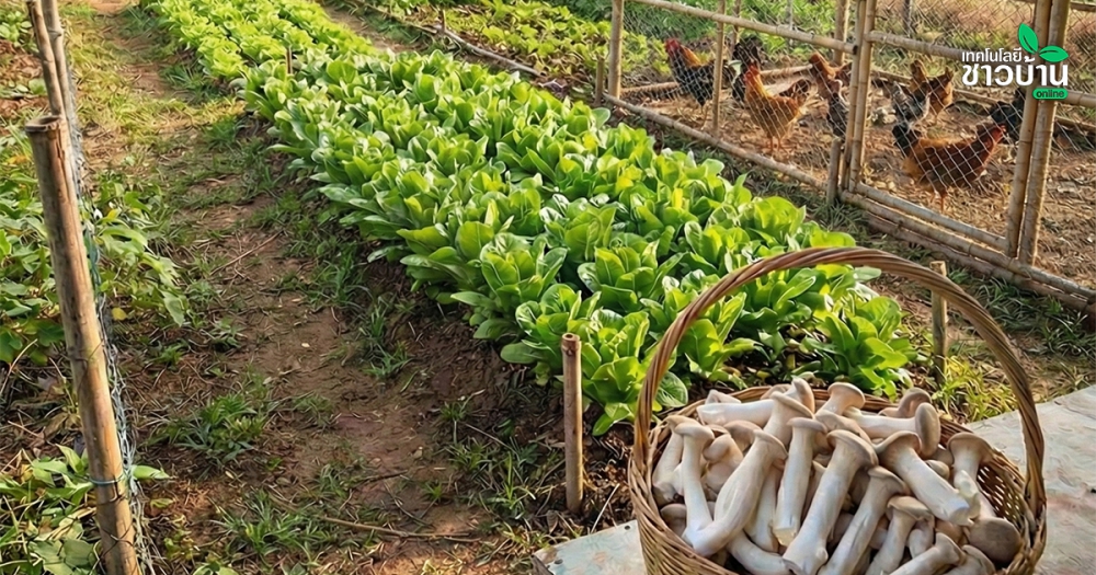 เกษตรผสมผสาน“ตลาดนำการผลิต”เพาะเห็ด