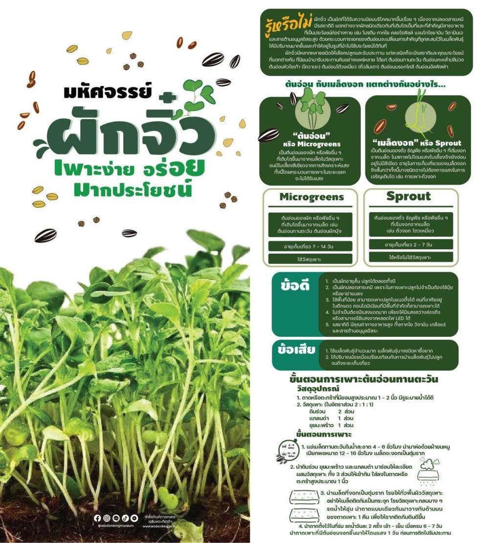 มหัศจรรย์ผักจิ๋ว เพาะง่าย อร่อย มากประโยชน์