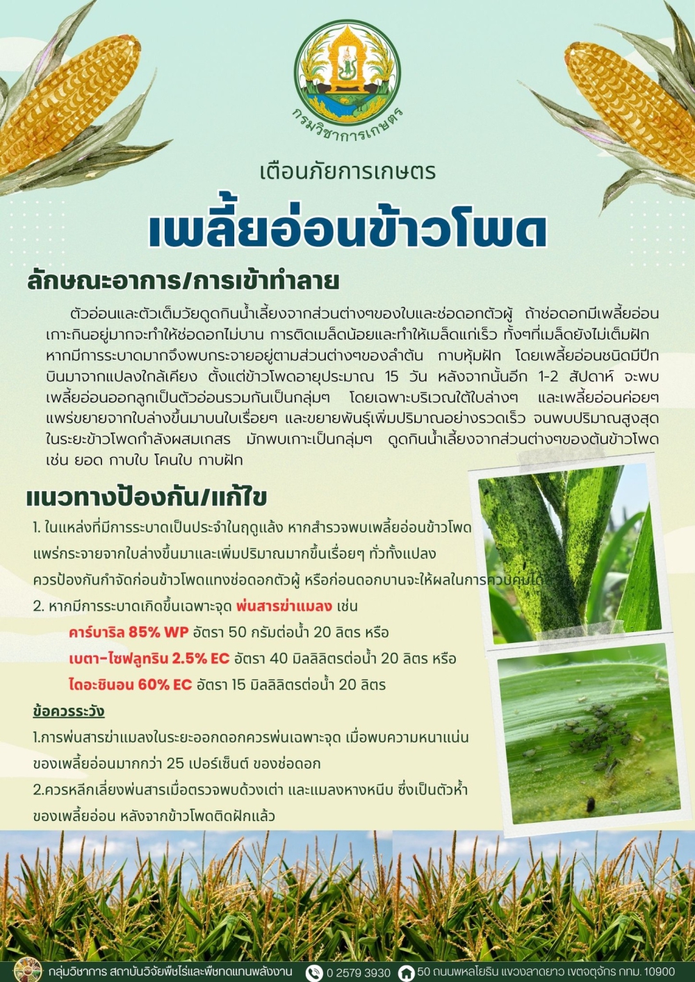 เพลี้ยอ่อนข้าวโพด