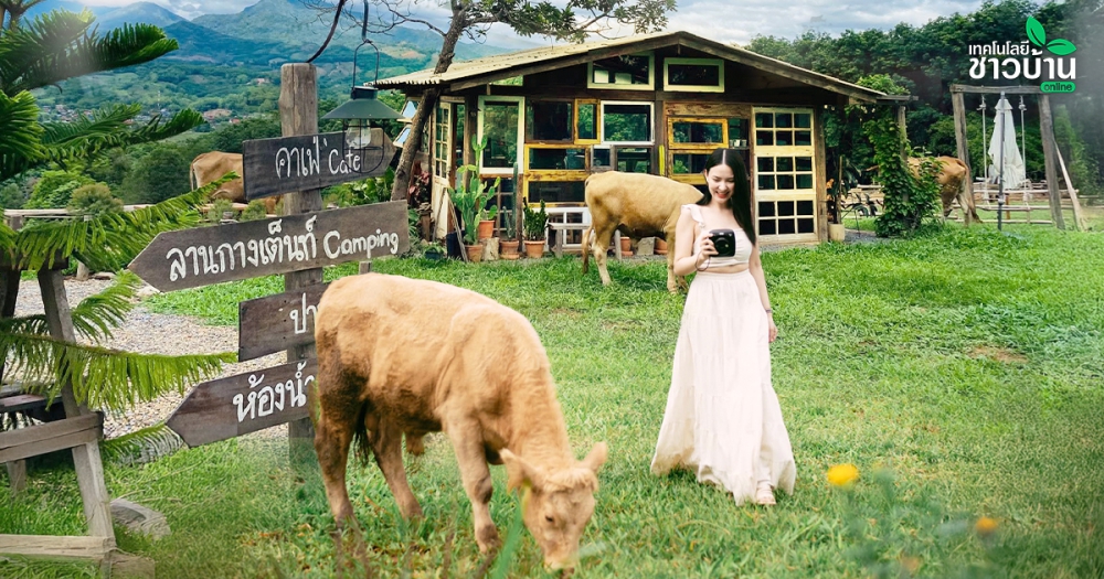 โคเนื้อเป็นอาชีพเสริม เรามีรายได้ที่ดีขึ้น