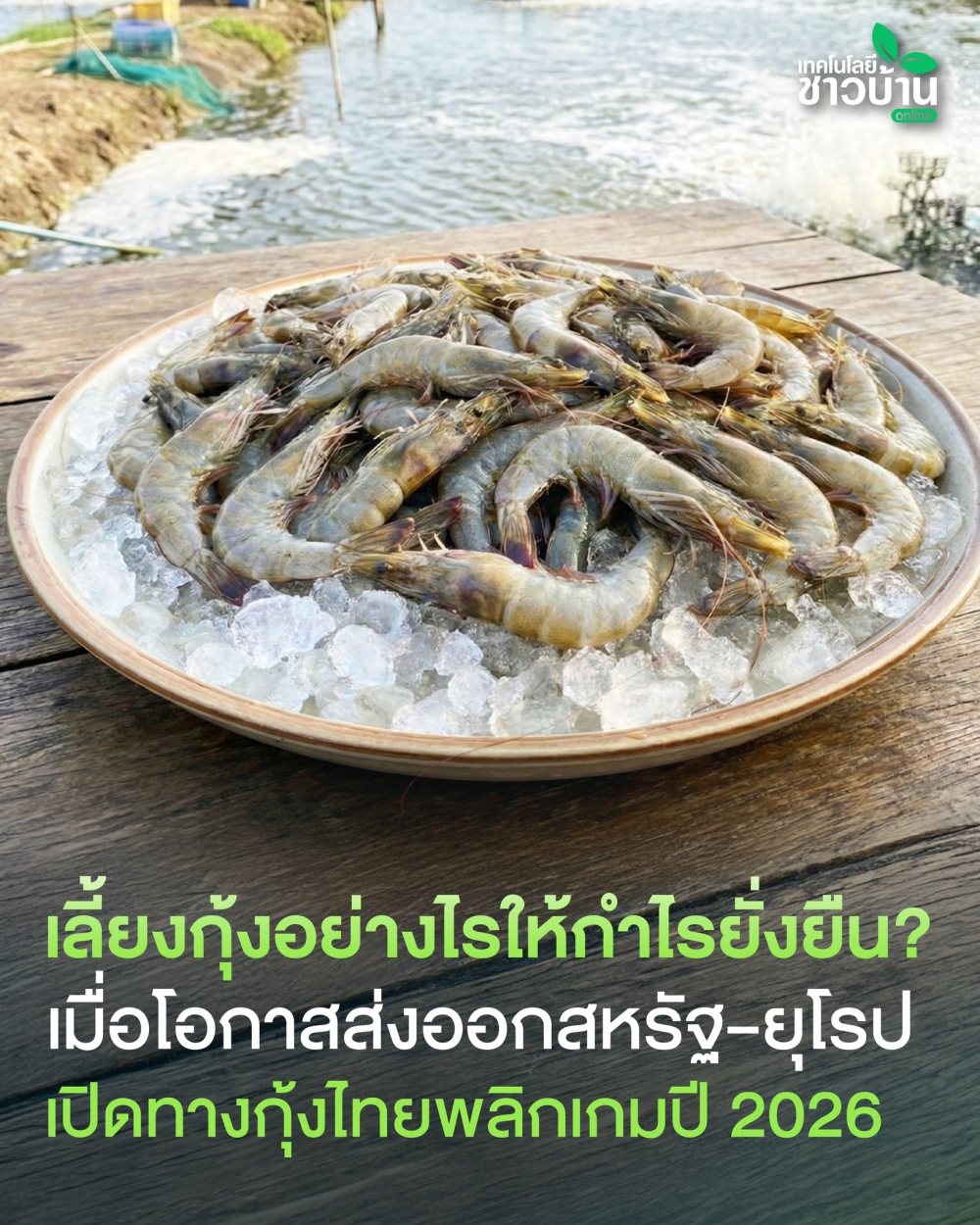 อุตสาหกรรมกุ้งไทยกำลังเห็นแสงสว่างในปี