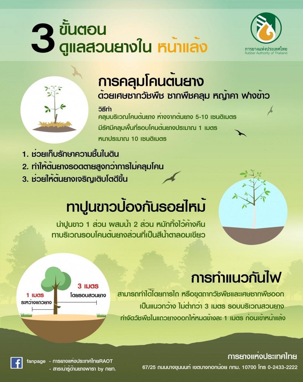 3 ขั้นตอน ดูแลสวนยางในหน้าแล้ง