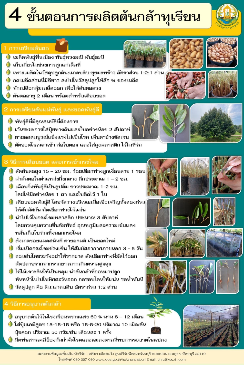 4 ขั้นตอนการผลิตต้นกล้าทุเรียน