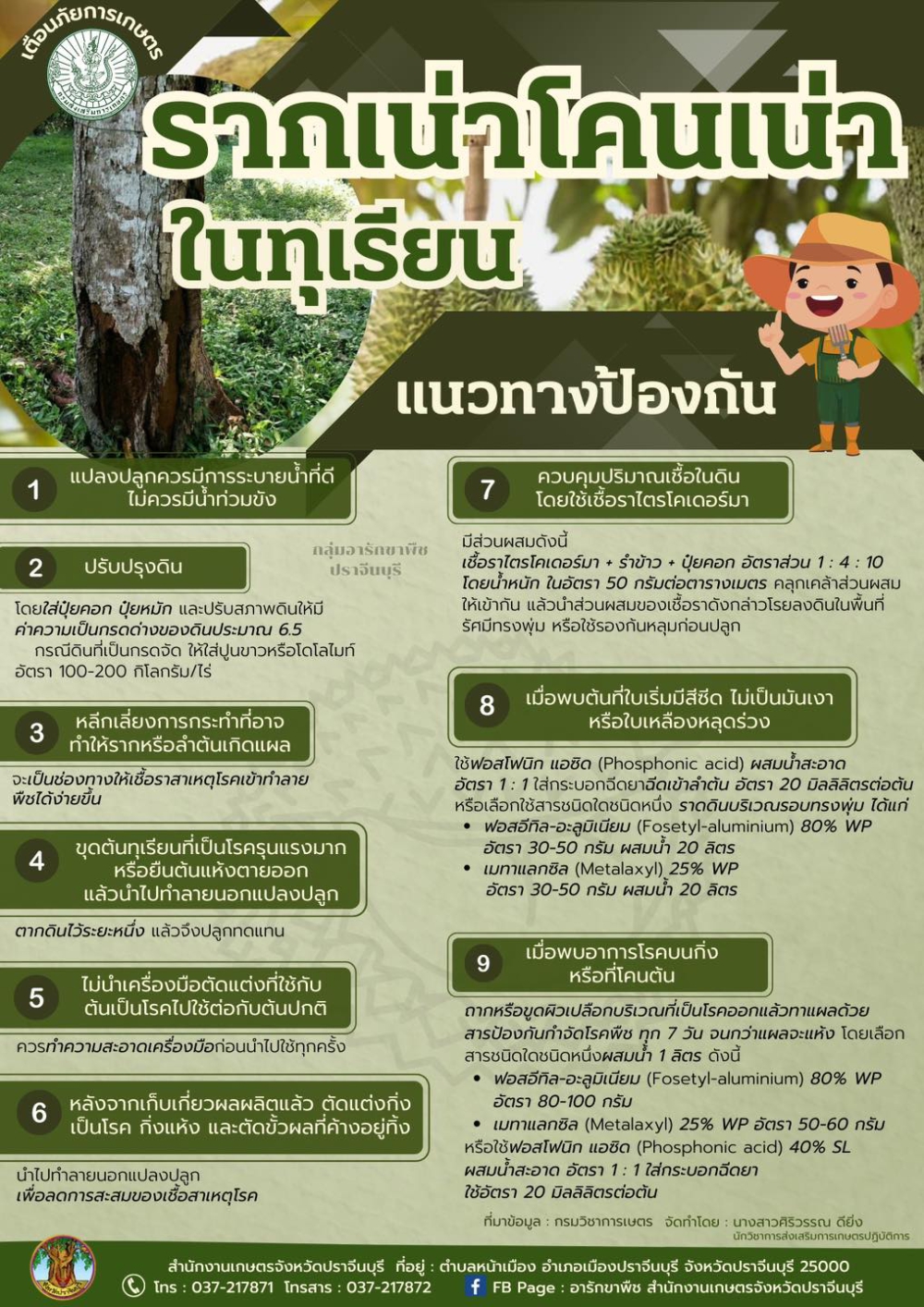 รากเน่าโคนเน่าในทุเรียน