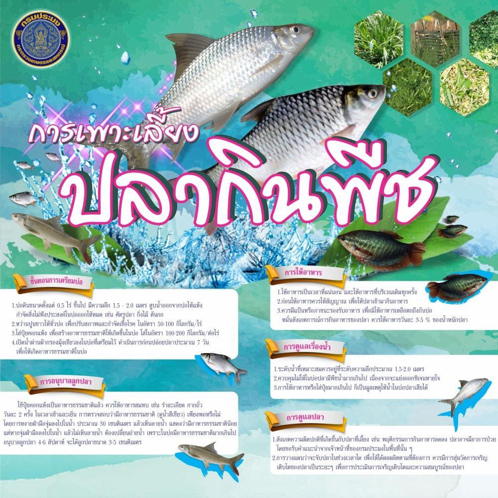 การเพาะเลี้ยง ปลากินพืช