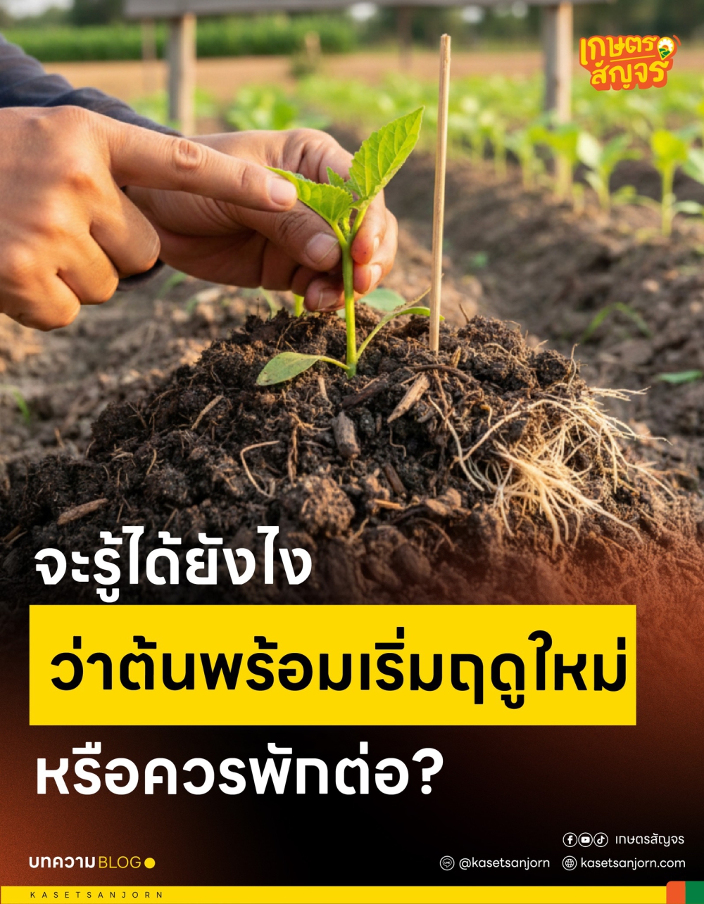 จะรู้ได้ยังไงว่าต้นพร้อมเริ่มฤดูใหม่ หรือควรพักต่อ