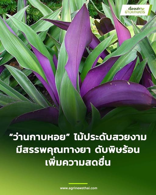 “ว่านกาบหอย”ไม้ประดับสวยงามมีสรรพคุณทางยา