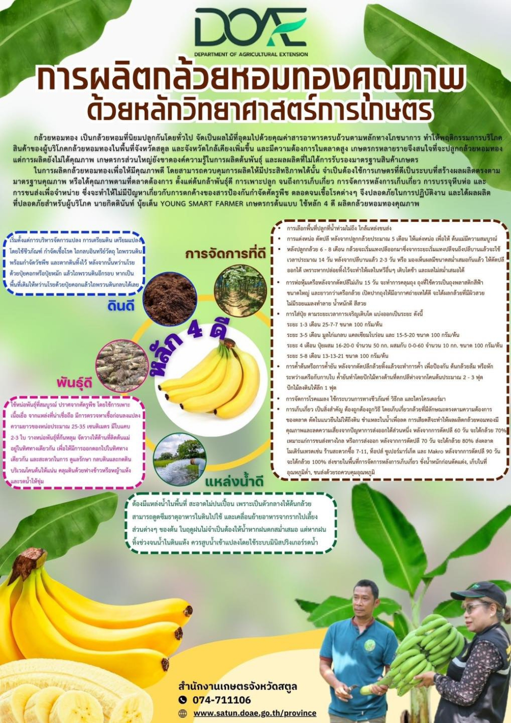การผลิตกล้วยหอมทองคุณภาพ
