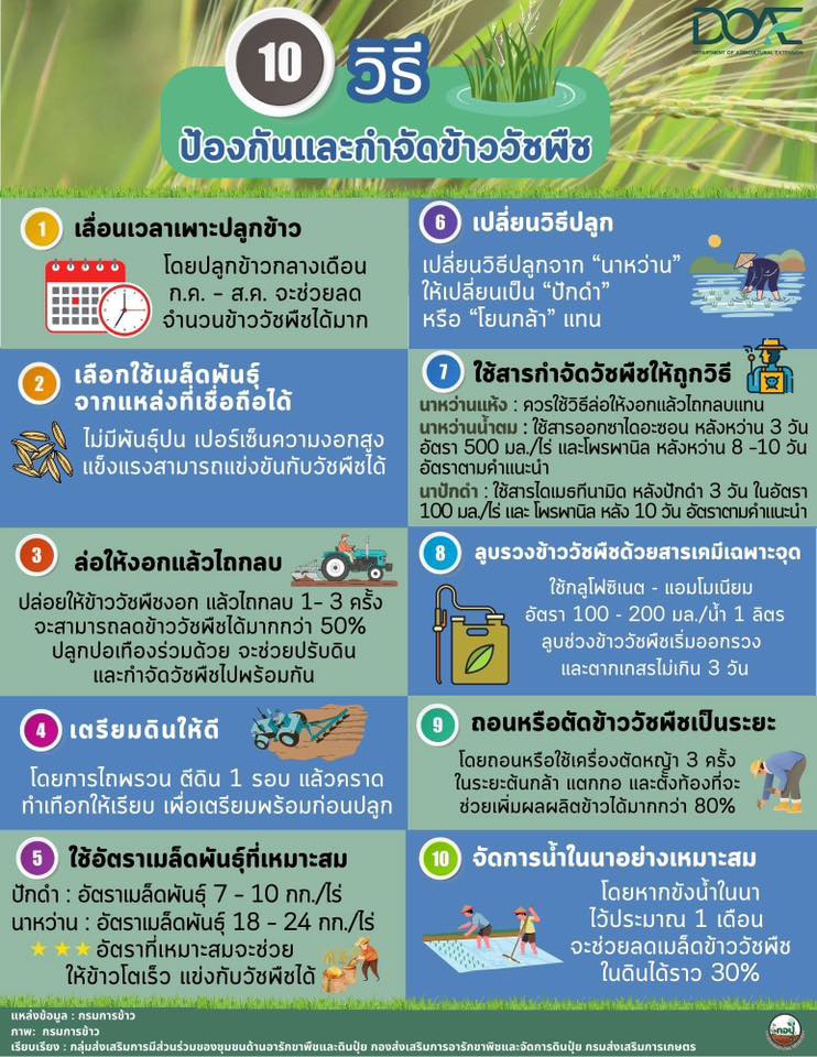 10 วิธีป้องกันและกำจัดข้าววัชพืช