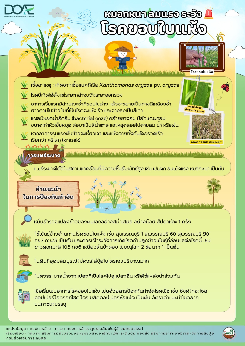 หมอกหนา ลมแรง ระวังโรคขอบใบแห้ง