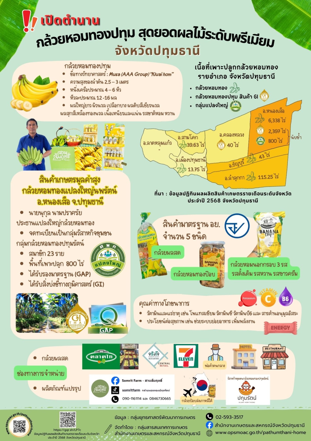 เปิดตำนานกล้วยหอมทองปทุมสุดยอดผลไม้ระดับพรีเมียม