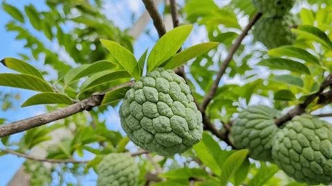 น้อยหน่าผลไม้เขตร้อนรสชาติหวานเนื้อผลเยอะ