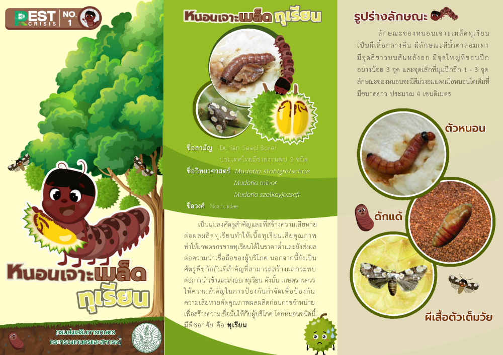 หนอนเจาะเมล็ดทุเรียน