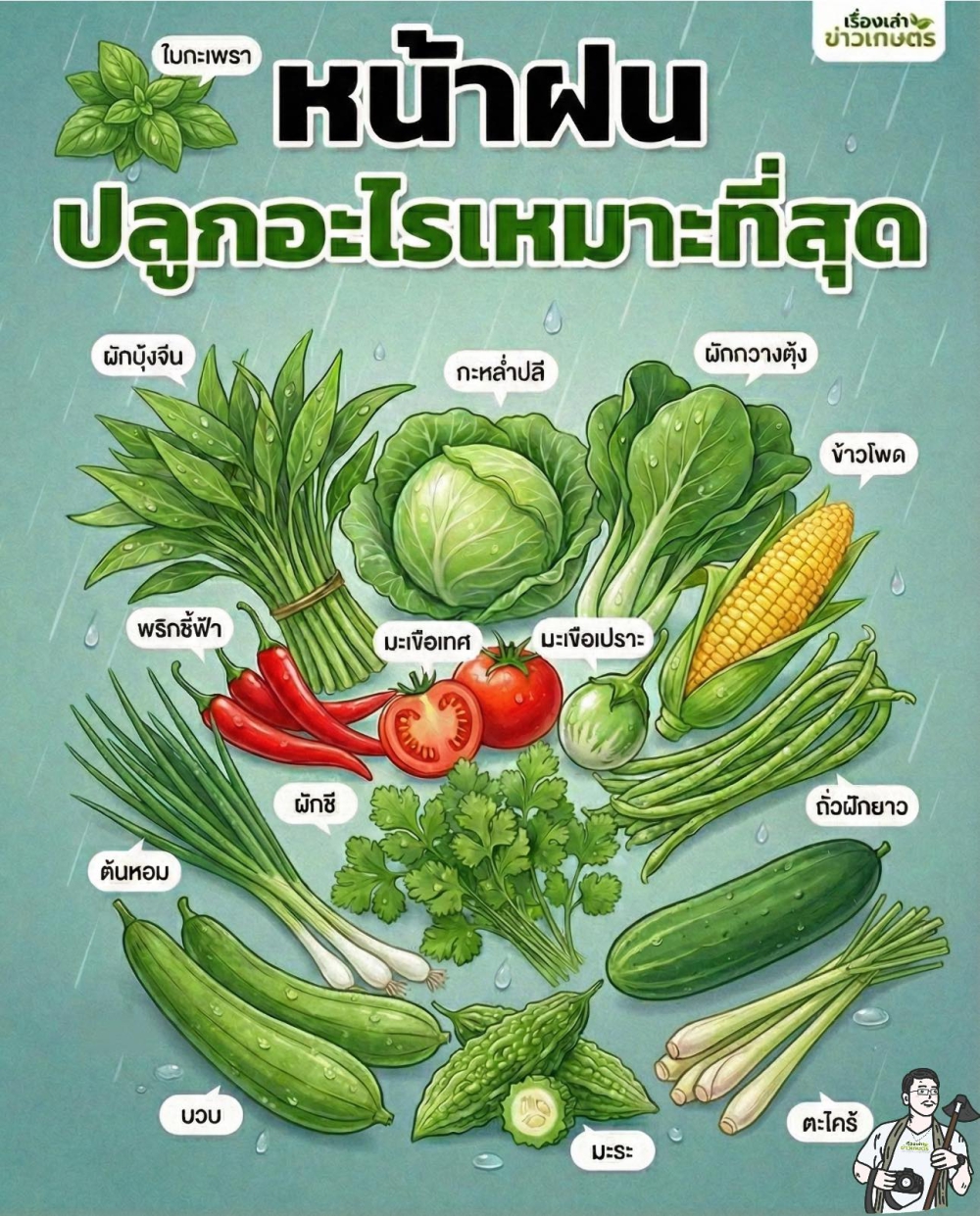 หน้าฝน ปลูกพืชผักอะไรเหมาะสุด