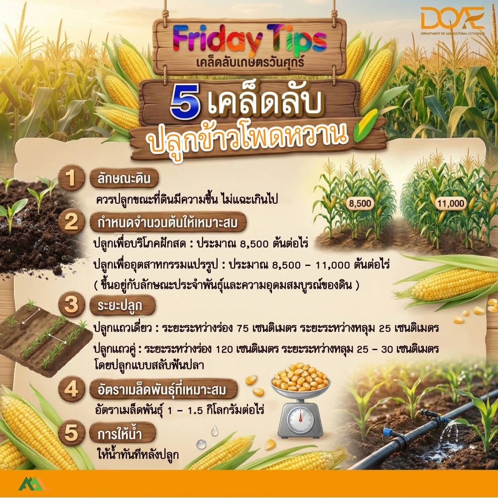 Friday Tips : 5 เคล็ดลับปลูกข้าวโพดหวาน