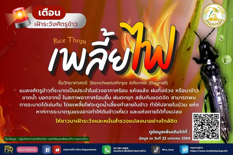 เตือนเฝ้าระวังศัตรูข้าว : เพลี้ยไฟ