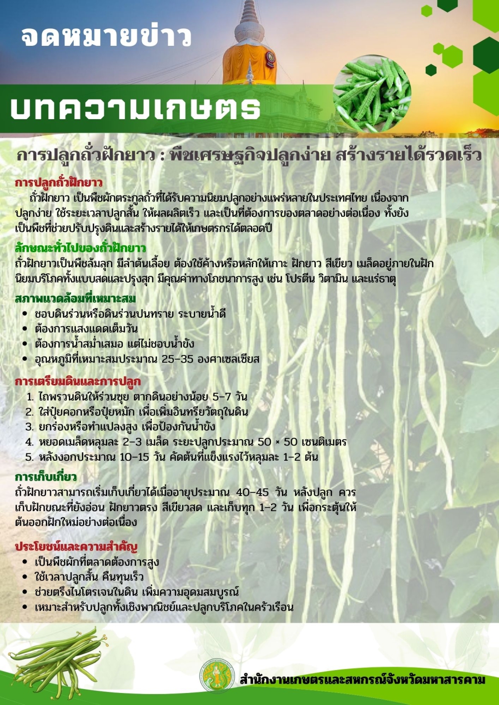 การปลูกถั่วฝักยาว